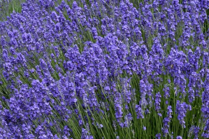 Fleurs de lavande fine sauvage