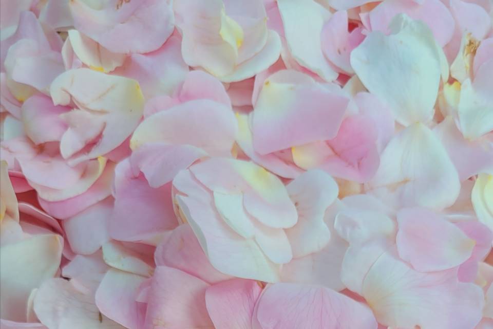 Pétales de rosier sauvage