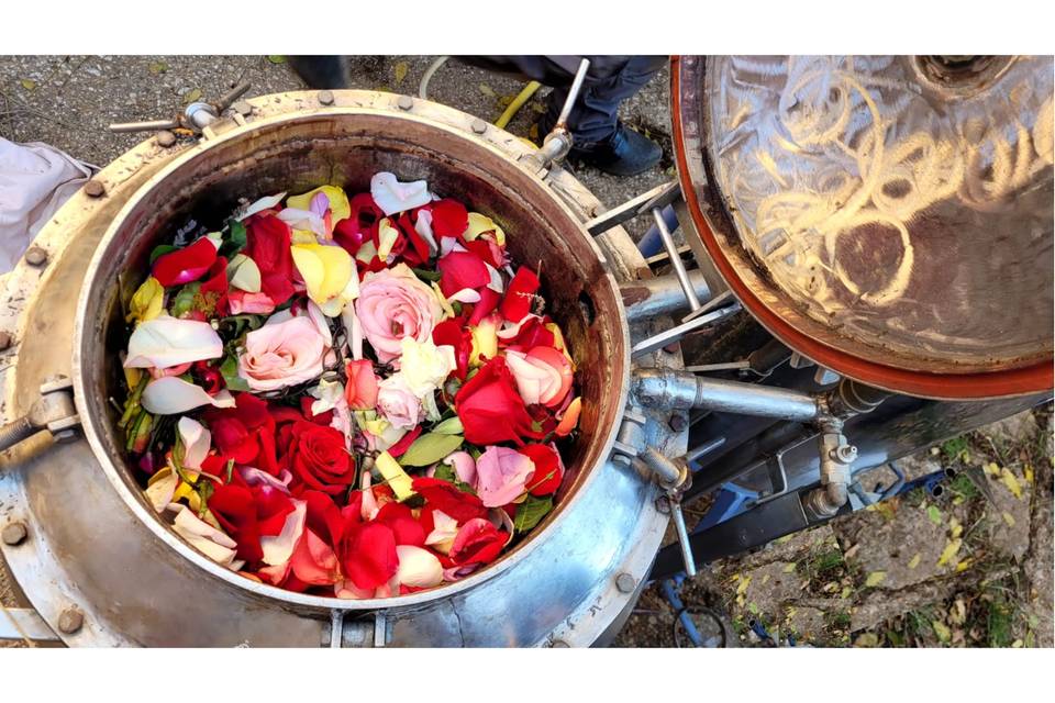 Distillation d'elixir de maria