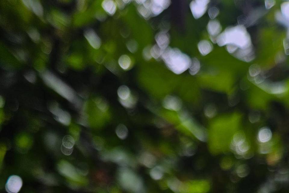 La grenouille du Costa Rica