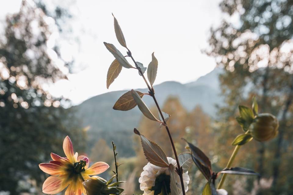 Fleurs