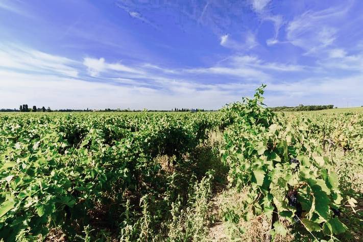 Vignes autour du domaine