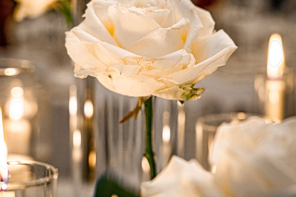 Roses blanches
