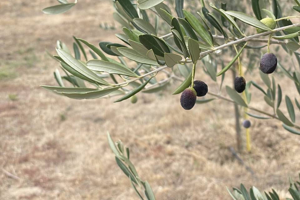 Olives