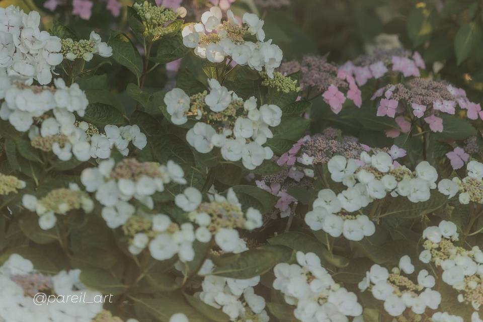 Fleurs du jardins