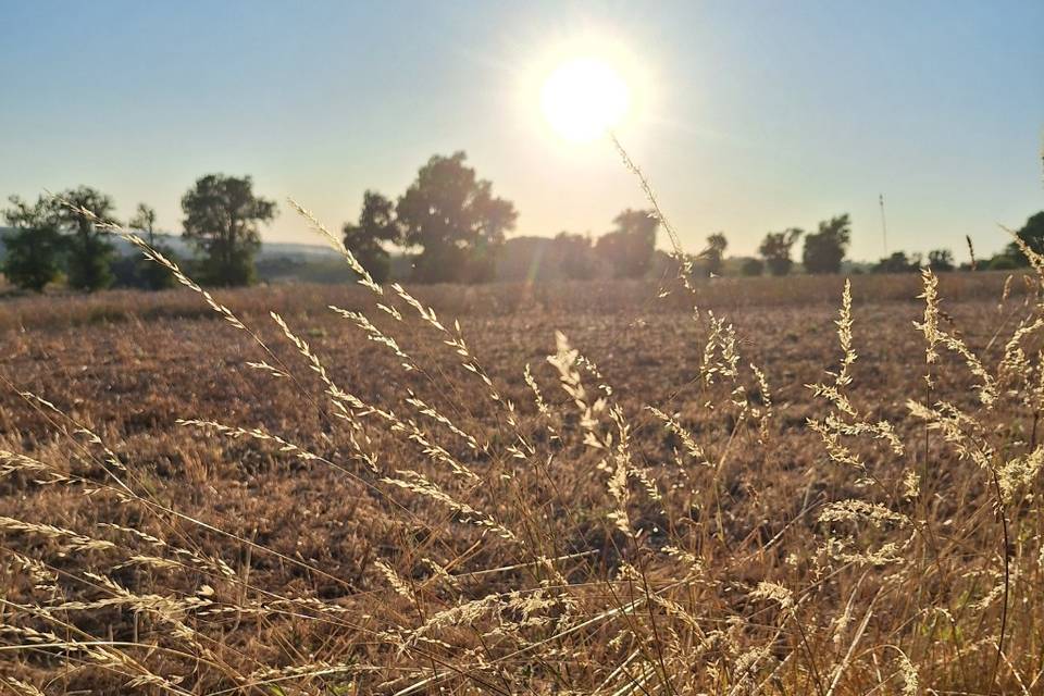 Domaine Des Deux Tours
