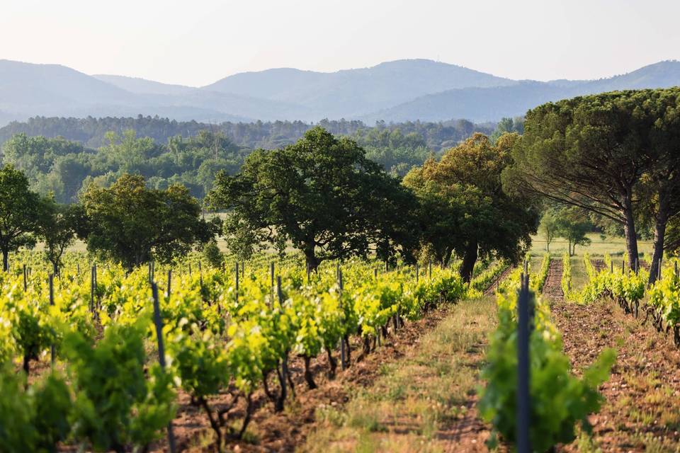 Vignes