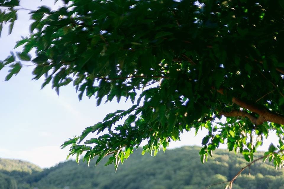 Photo de couple - Jardin