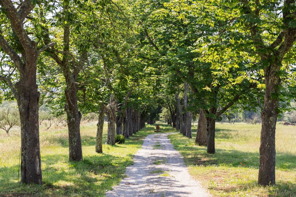 Allée des Marronniers