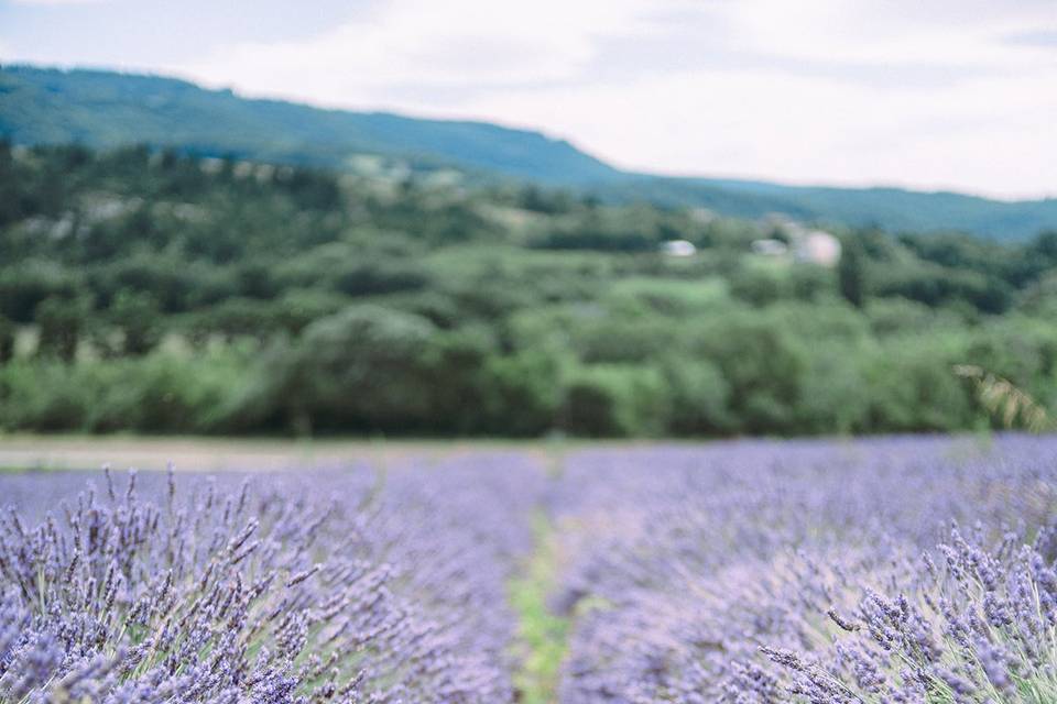 Champs de lavande