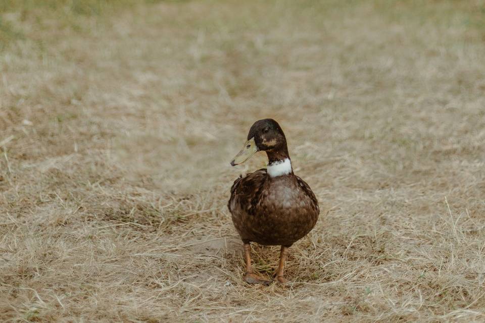 Cérémonie