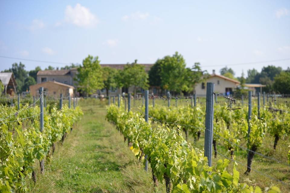 Le domaine et sa vigne