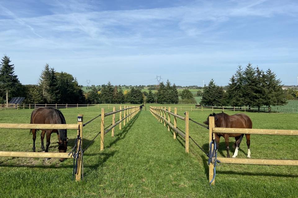 Paddock chevaux