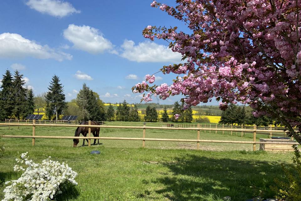 Paddock chevaux