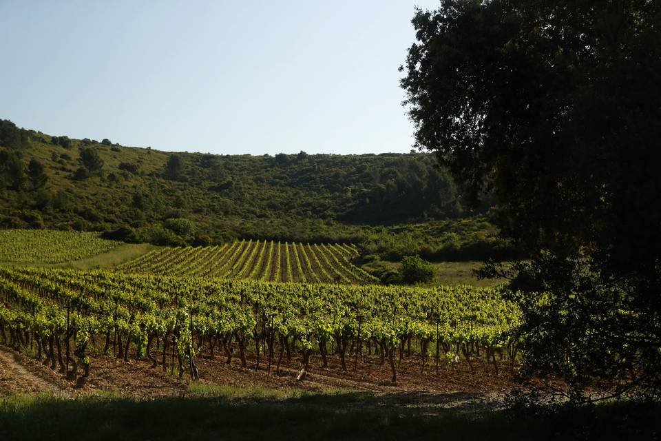 Les vignes