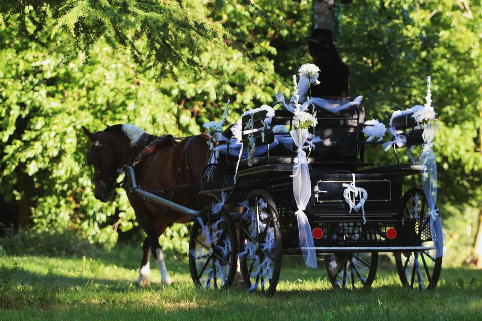 Séance photo dans le parc