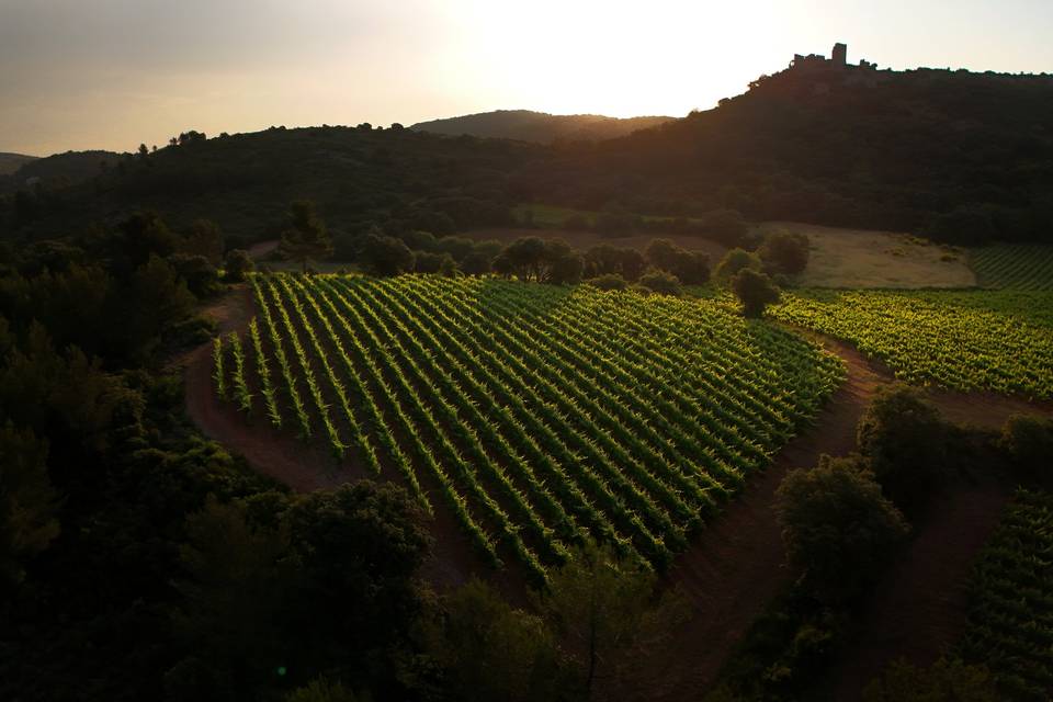 Les vignes