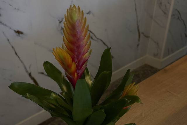 Design Floral Nisa