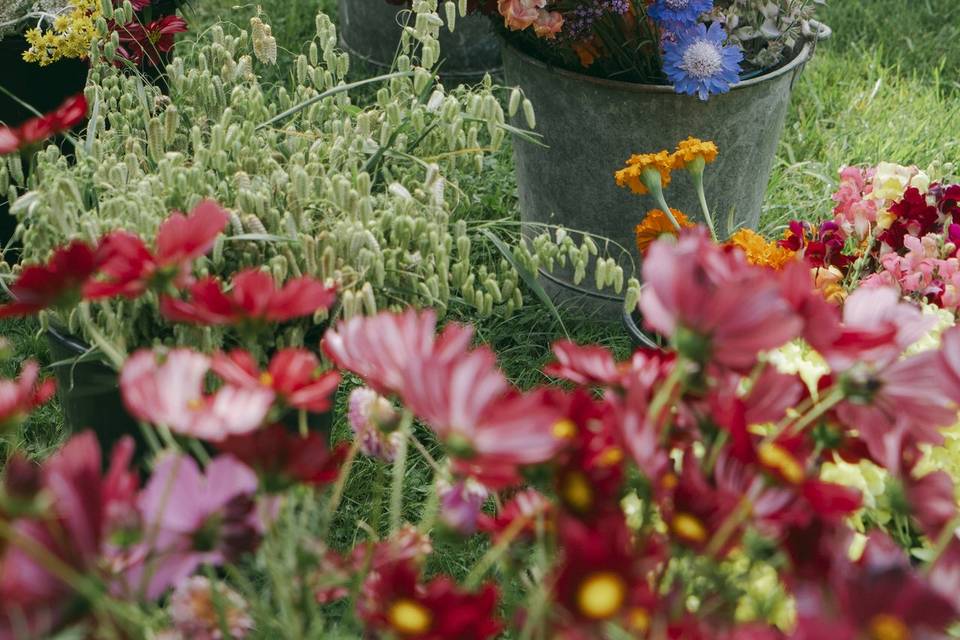 Fleurs
