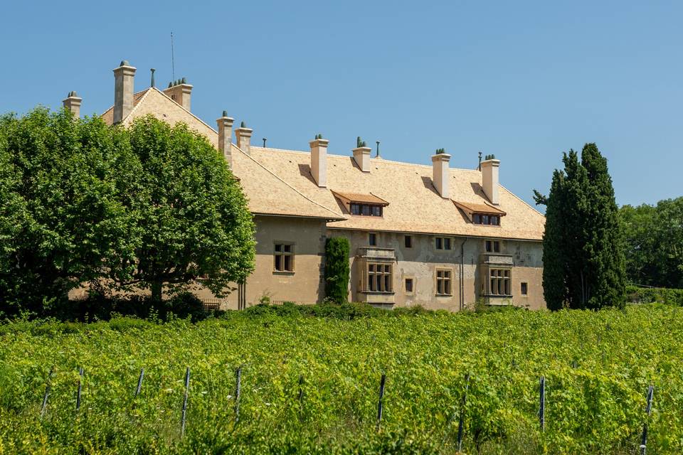 Château de Ripaille vignes