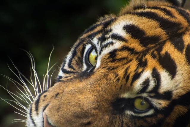 Tigre