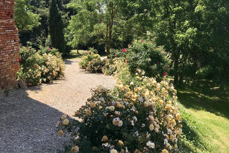 L'allée aux roses