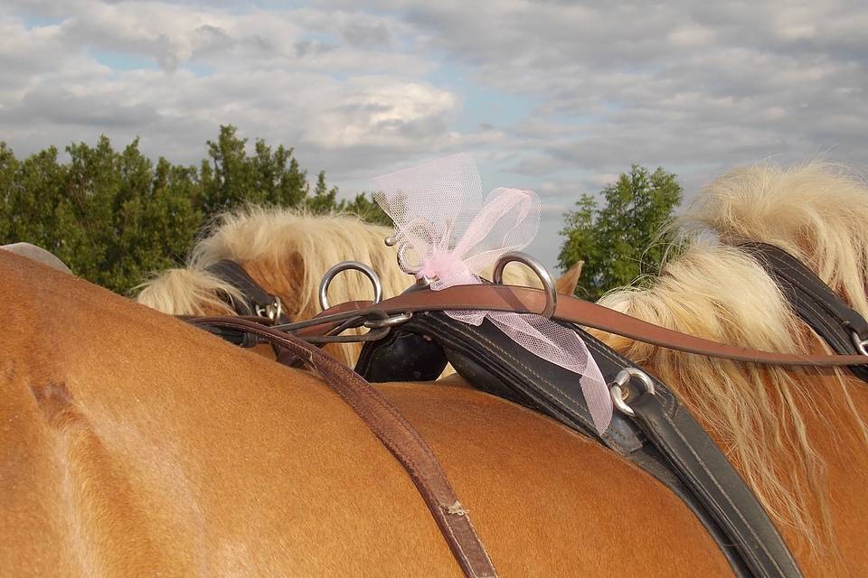 Chevaux et tulle