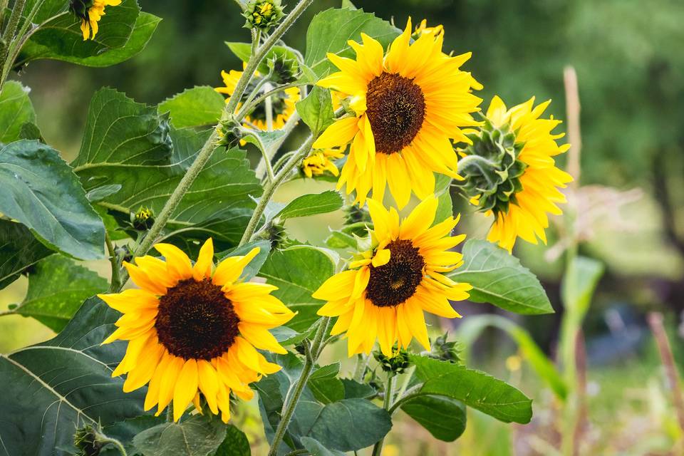 Tournesol