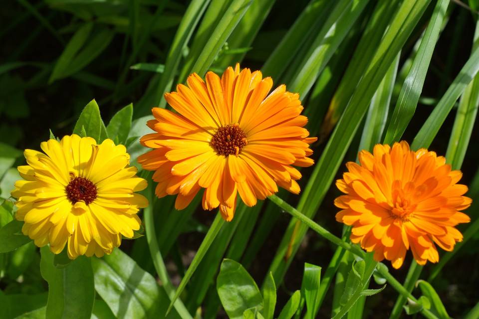 Calendula