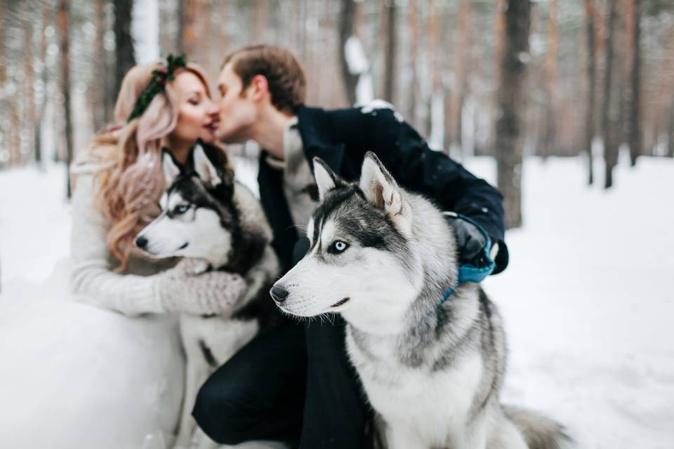 Mariage en Laponie avec husky