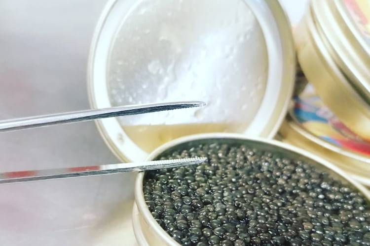 Caviar osciètre d'aquitaine
