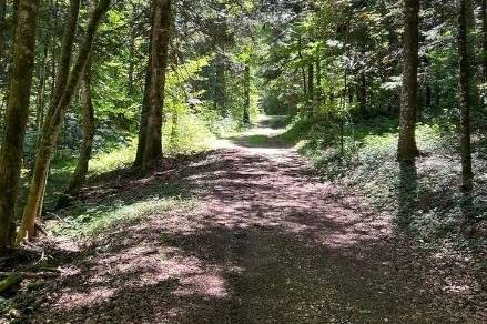 Mariage en forêt