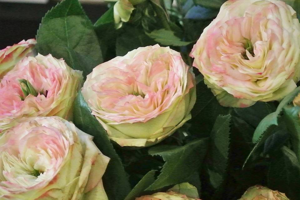 Roses latin Pompom