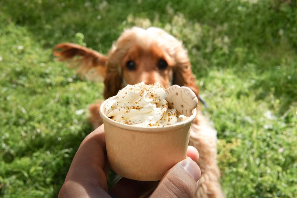 Nous offrons les doggoccino
