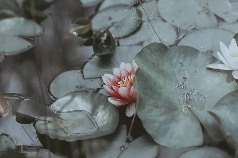 Nénuphar