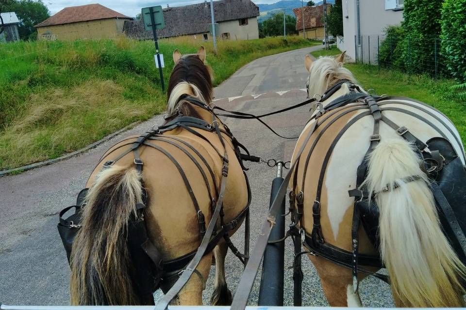 Chevaux en paire