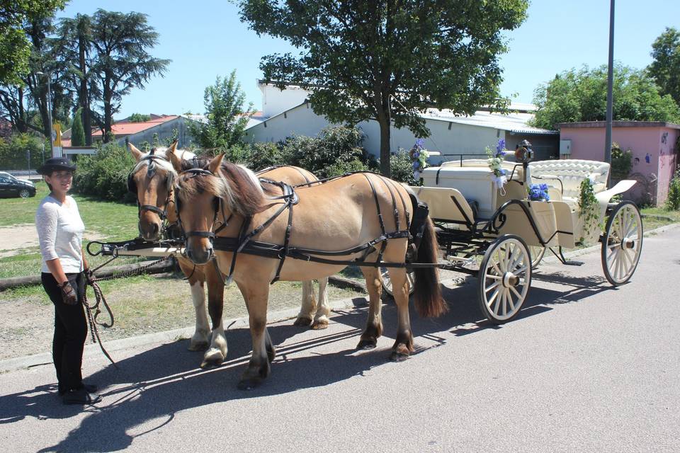 Nos chevaux