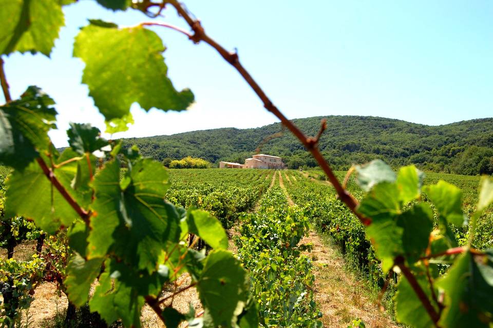 Vignes et mas