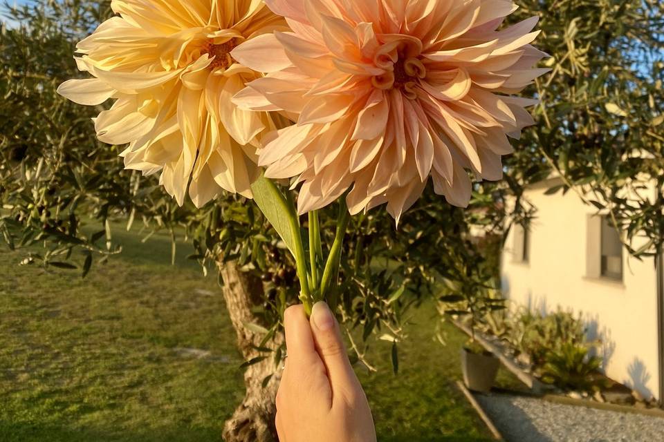 Fleurs de saisons et locales
