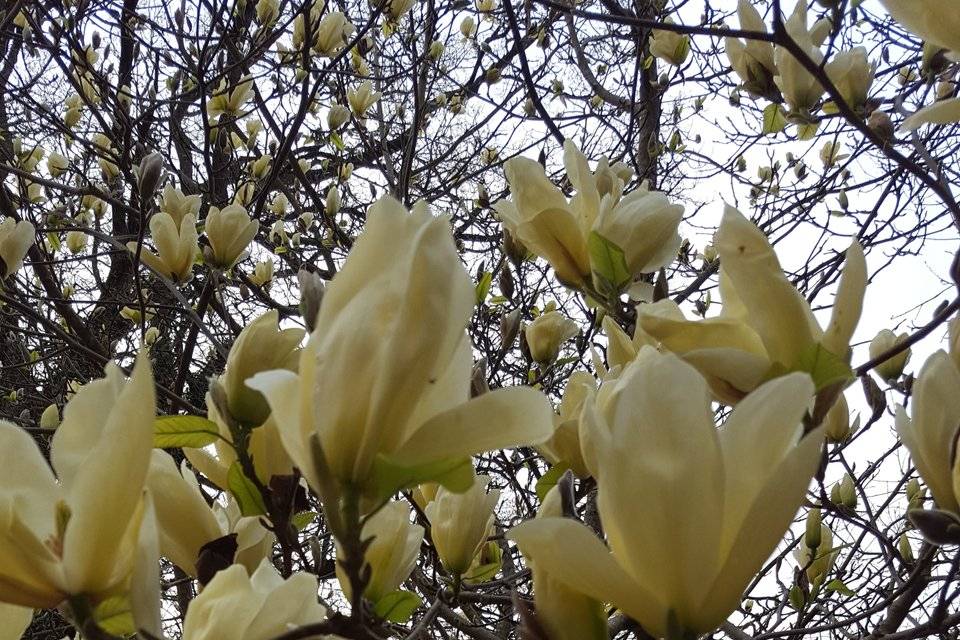 Magnolia en mars