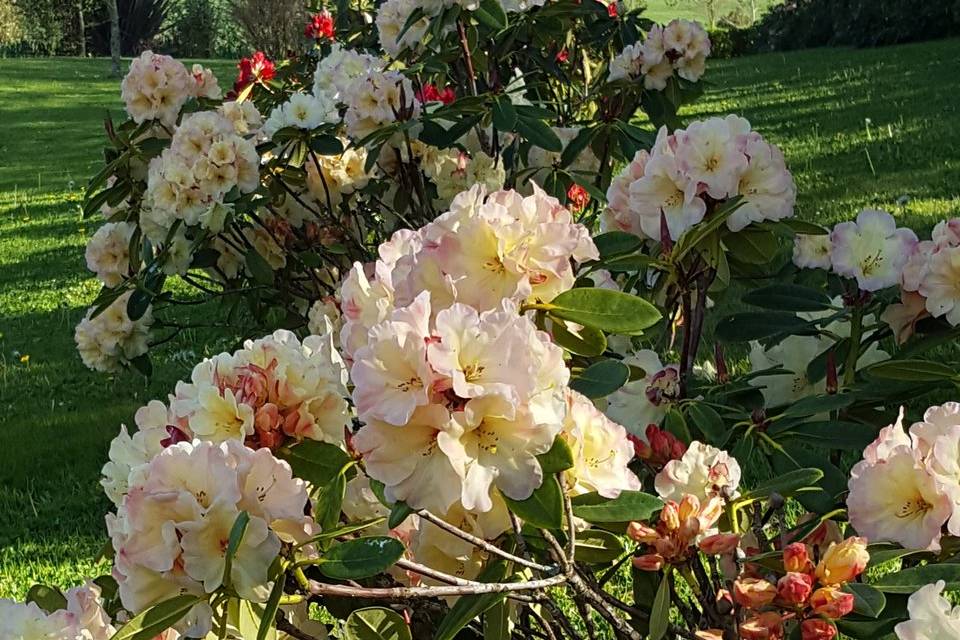 Une allée de rhododendrons