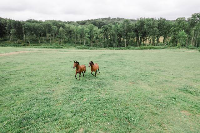 Les chevaux