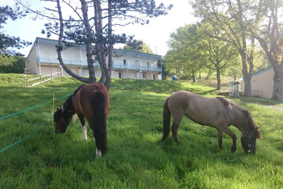 Nos deux chevaux