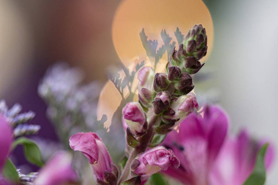 Fleurs