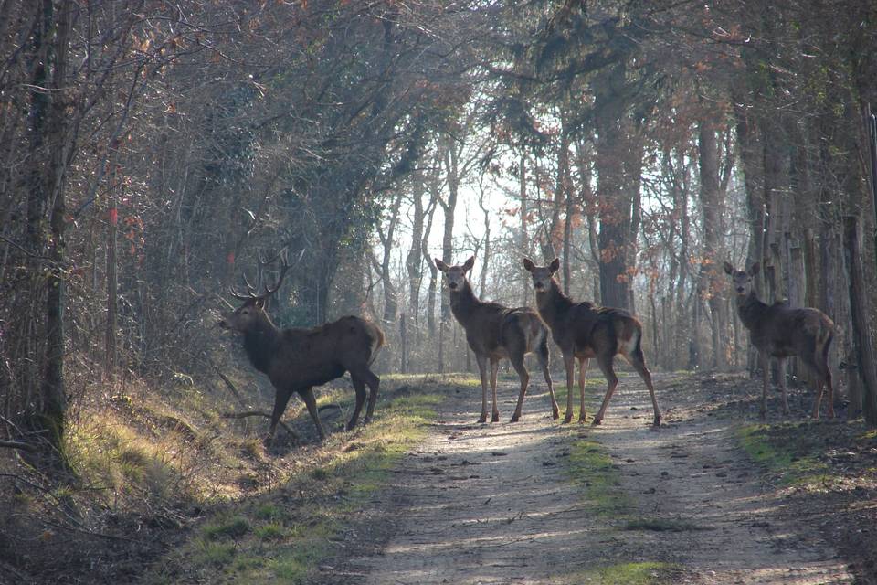 Une forêt féérique