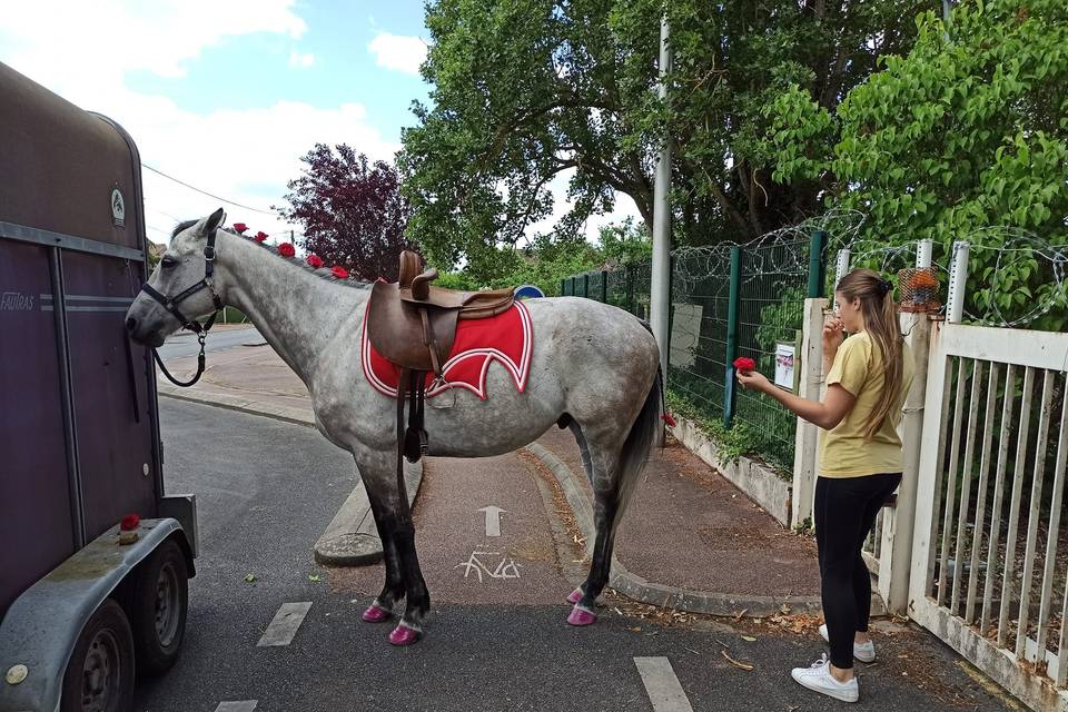 Aurore Meriot Équitation