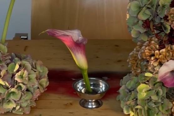 Callas et Hortensias