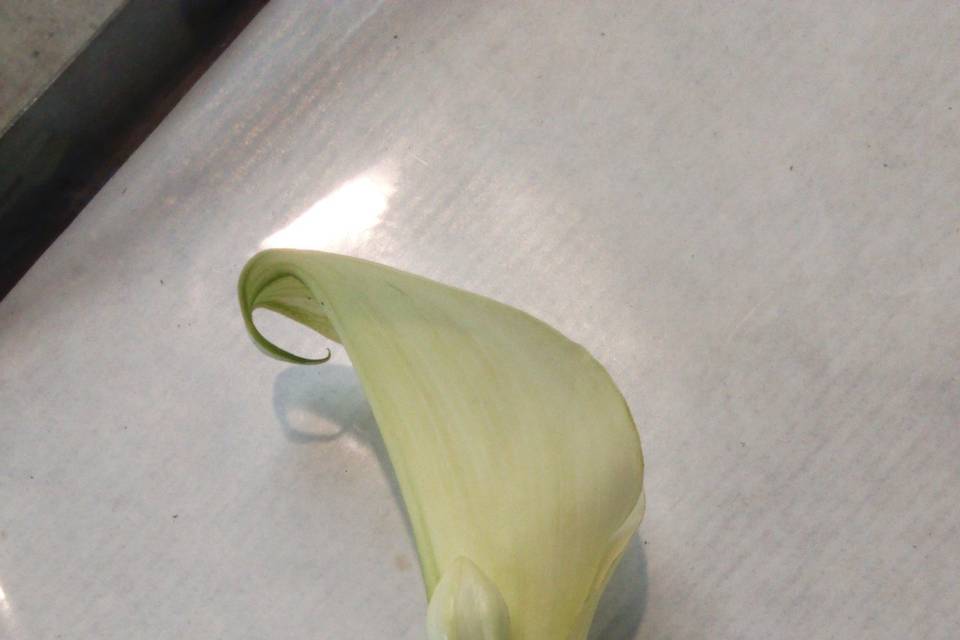 A fleur de pot
