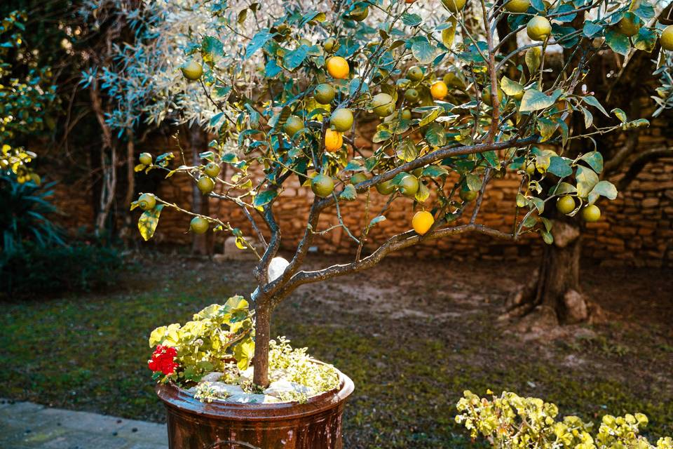 Citrons