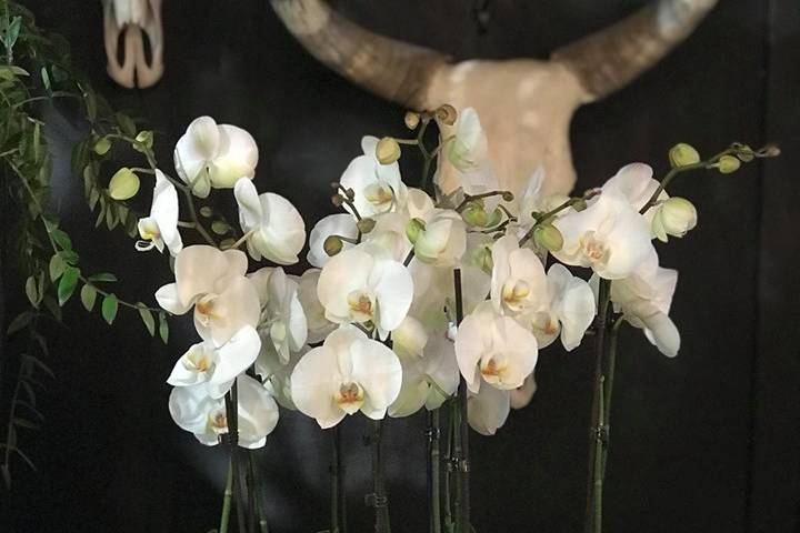 Composition d'orchidée